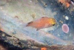 Boopsoidea inornata