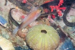 Boopsoidea inornata