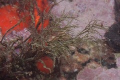 Chaetomorpha linum