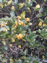 Palicourea boqueronensis