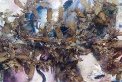 Anthophycus longifolius