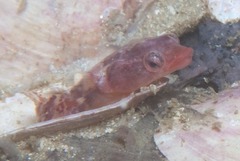 Apletodon pellegrini