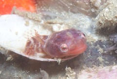 Apletodon pellegrini