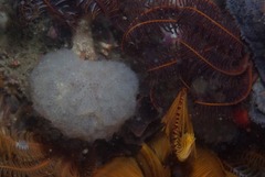 Aplidium circulatum