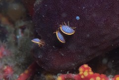 Ochlesis lenticulosus