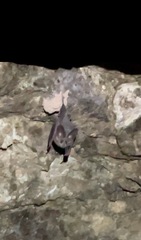 Macrotus californicus