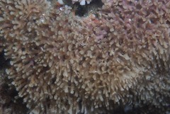 Margaretta levinseni