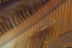 Hippolyte catagrapha