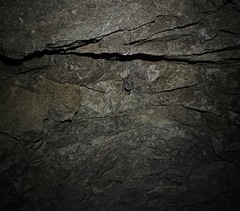 Macrotus californicus