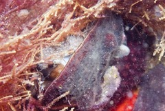 Alcyonidium nodosum