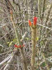Corryocactus erectus