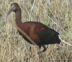 Plegadis chihi × Plegadis falcinellus