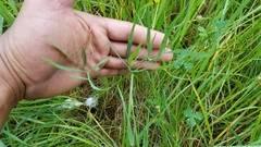 Perideridia kelloggii