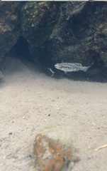 Zoogoneticus purhepechus