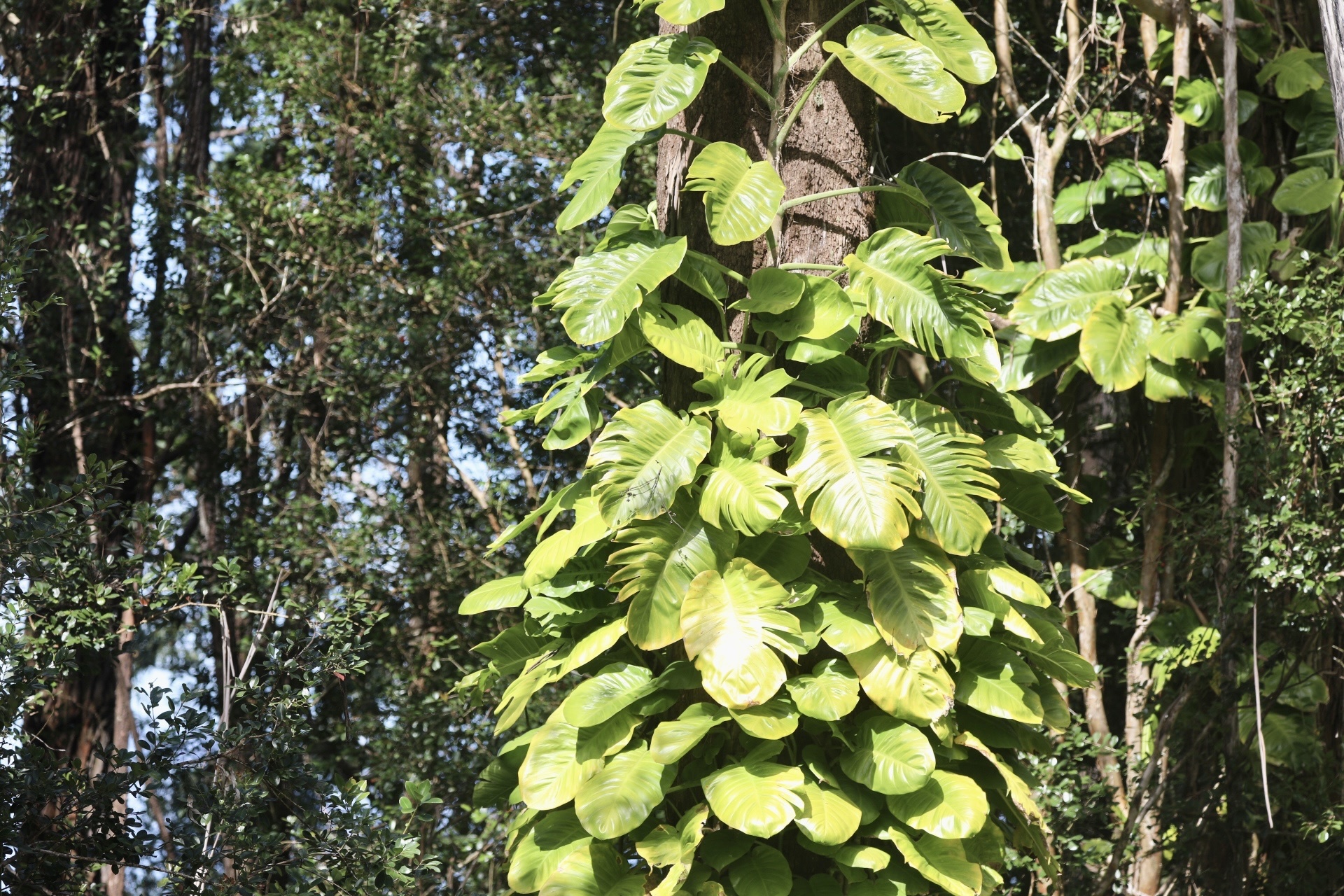 Golden Pothos (Epipremnum aureum)  iNaturalist