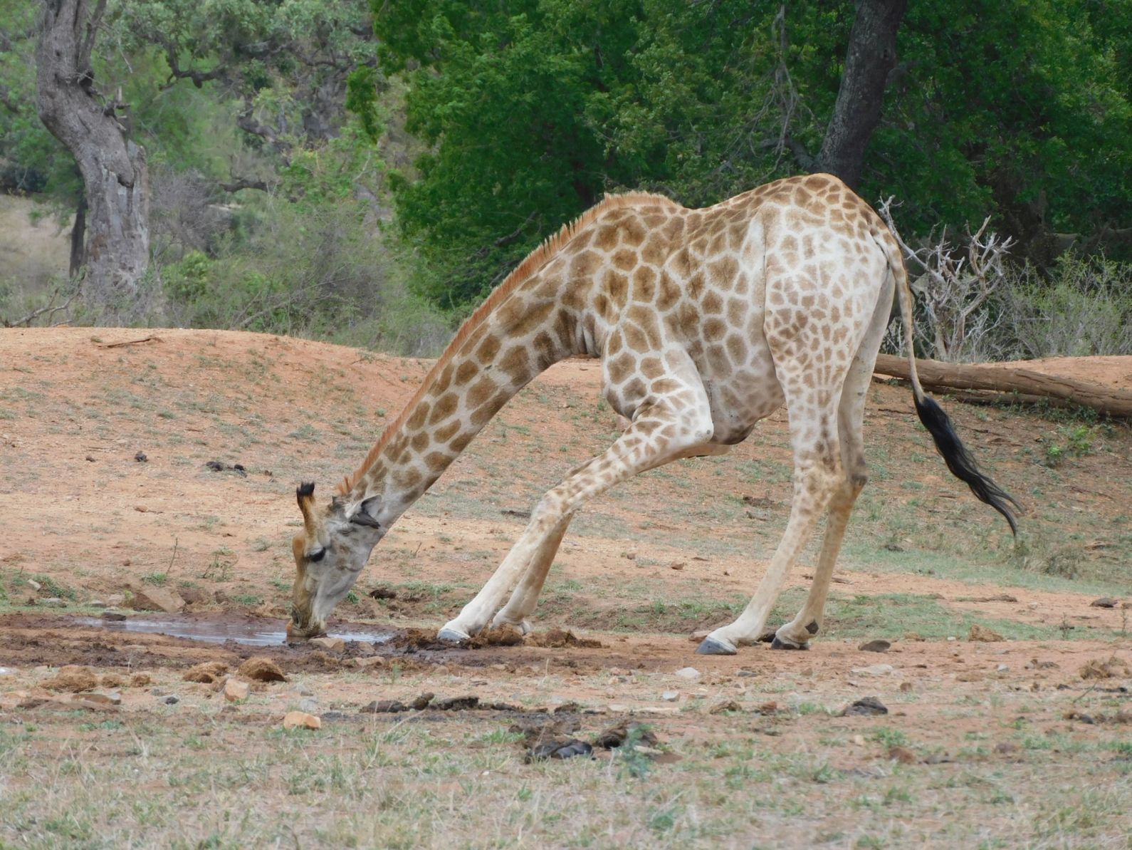 African Giraffes