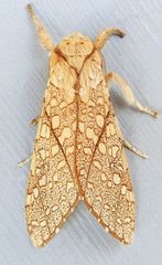 Lophocampa mixta