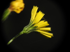 Hieracium virgultorum