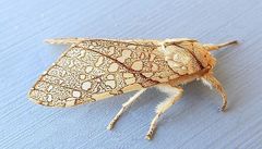 Lophocampa mixta