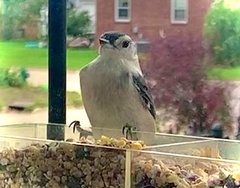 Sitta carolinensis