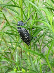 Lampetis dilaticollis