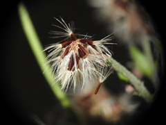 Hieracium virgultorum