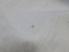 Cetratus rubropunctatus