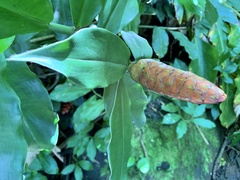Costus woodsonii