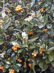 Palicourea boqueronensis