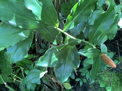 Costus woodsonii