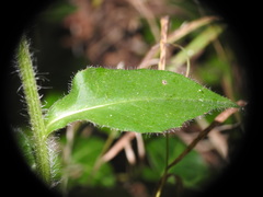 Hieracium virgultorum
