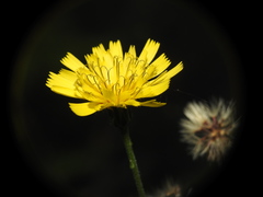 Hieracium virgultorum