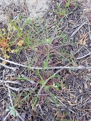 Gilia capitata chamissonis
