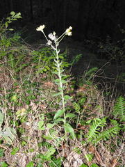 Hieracium virgultorum