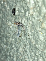 Callibaetis ferrugineus hageni