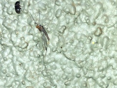 Callibaetis ferrugineus hageni