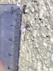 Callibaetis ferrugineus hageni