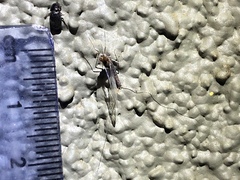 Callibaetis ferrugineus hageni