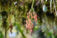Epidendrum spathatum