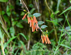 Macleania bullata