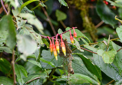 Psammisia ecuadorensis