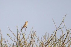 Passer motitensis