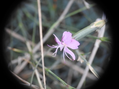 Dianthus pyrenaicus