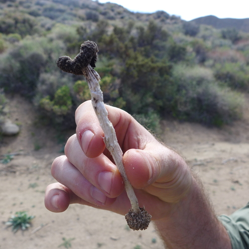 Desert Inkcap (Montagnea arenaria)