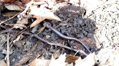 Plethodon cinereus