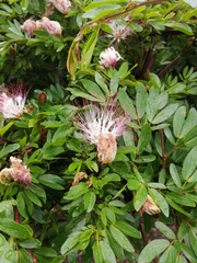 Calliandra angustifolia