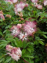 Calliandra angustifolia