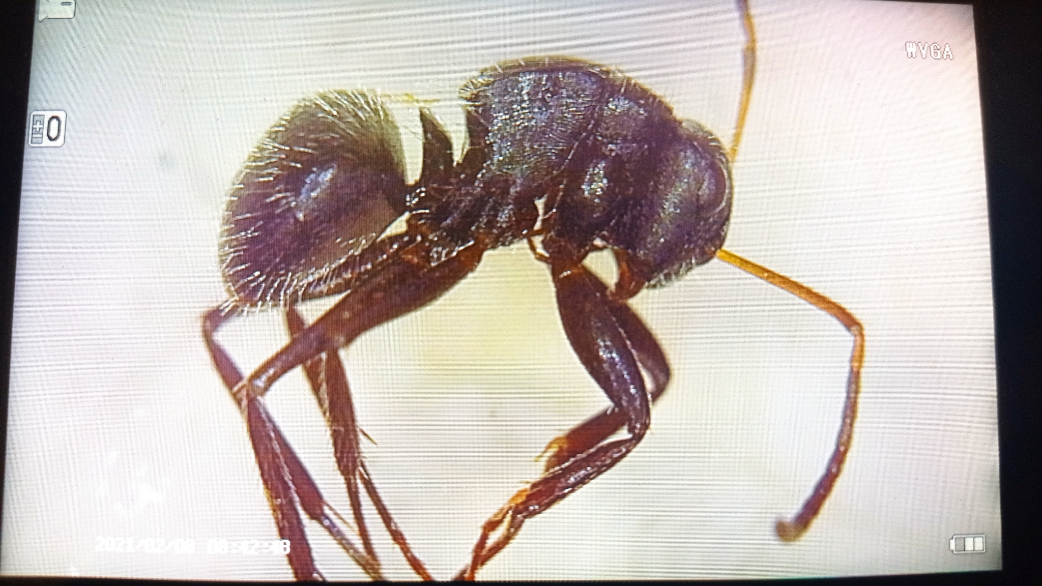 Camponotus excisus