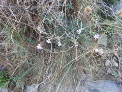Dianthus pyrenaicus