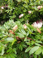 Calliandra angustifolia